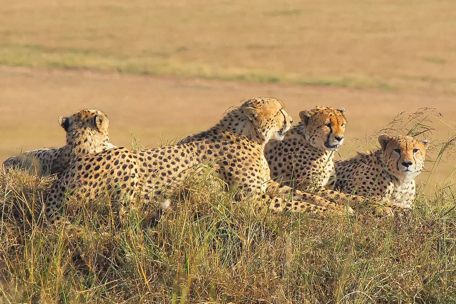 Mijn cheetah